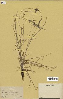 spécimen de Fimbristylis dichotoma