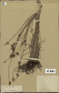 spécimen de Fimbristylis dichotoma