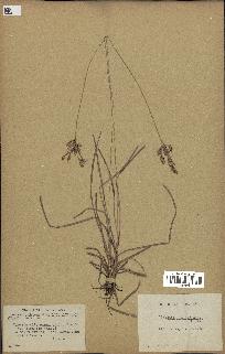 spécimen de Fimbristylis dichotoma