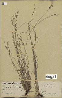 spécimen de Fimbristylis dichotoma