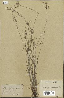 spécimen de Fimbristylis dichotoma