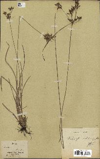 spécimen de Fimbristylis dichotoma