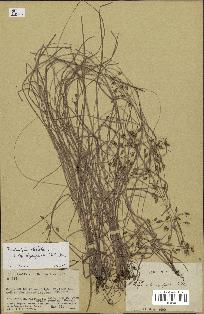 spécimen de Fimbristylis dichotoma