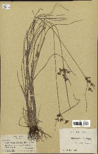 spécimen de Fimbristylis dichotoma