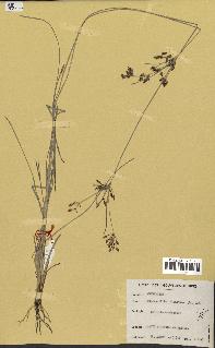 spécimen de Fimbristylis dichotoma