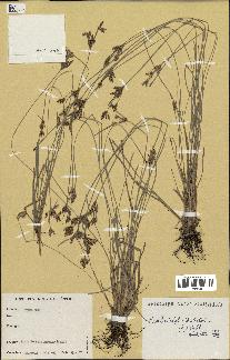 spécimen de Fimbristylis dichotoma