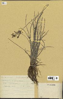 spécimen de Fimbristylis dichotoma