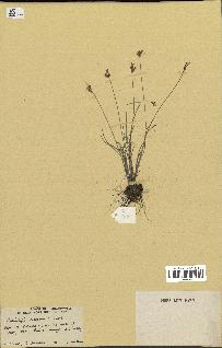 spécimen de Fimbristylis dichotoma