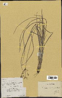 spécimen de Fimbristylis dichotoma