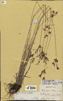 spécimen de Fimbristylis dichotoma