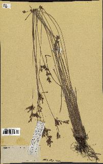 spécimen de Fimbristylis dichotoma