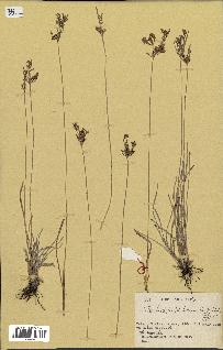 spécimen de Fimbristylis dichotoma