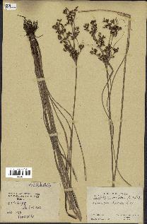 spécimen de Fimbristylis dichotoma