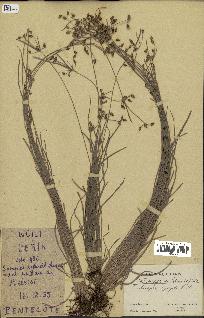spécimen de Fimbristylis dichotoma