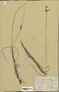 spécimen de Fimbristylis dichotoma