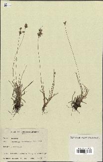spécimen de Fimbristylis dichotoma