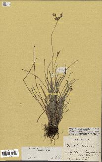 spécimen de Fimbristylis dichotoma