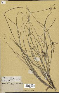 spécimen de Fimbristylis dichotoma