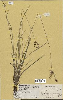 spécimen de Fimbristylis dichotoma