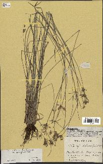 spécimen de Fimbristylis dichotoma