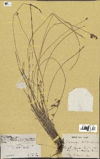 spécimen de Fimbristylis dichotoma