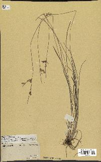 spécimen de Fimbristylis dichotoma