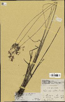 spécimen de Fimbristylis dichotoma