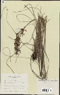 spécimen de Fimbristylis dichotoma