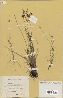 spécimen de Fimbristylis dichotoma