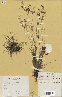 spécimen de Fimbristylis dichotoma
