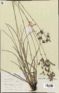 spécimen de Fimbristylis dichotoma