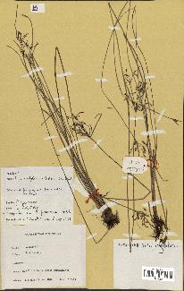 spécimen de Fimbristylis dichotoma