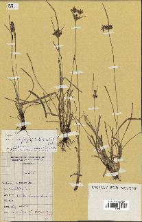 spécimen de Fimbristylis dichotoma