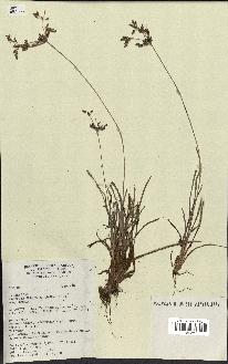 spécimen de Fimbristylis dichotoma