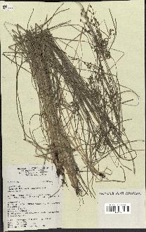 spécimen de Fimbristylis dichotoma