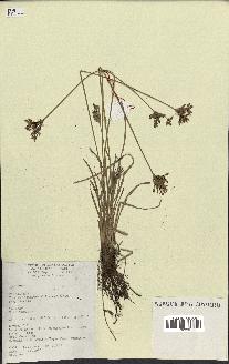 spécimen de Fimbristylis dichotoma