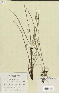 spécimen de Fimbristylis dichotoma