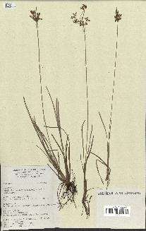 spécimen de Fimbristylis dichotoma
