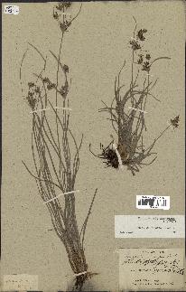 spécimen de Fimbristylis dichotoma