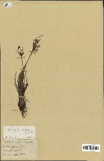 spécimen de Fimbristylis dichotoma