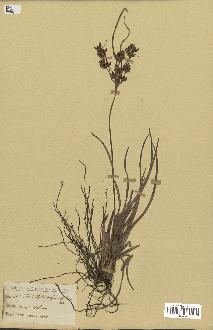 spécimen de Fimbristylis dichotoma