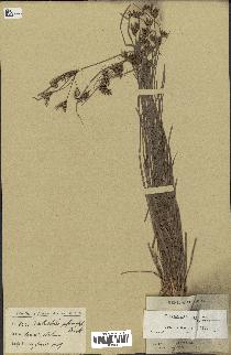 spécimen de Fimbristylis dichotoma