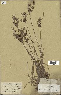 spécimen de Fimbristylis dichotoma