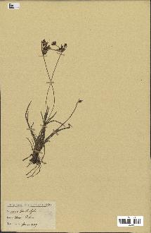 spécimen de Fimbristylis dichotoma