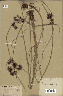 spécimen de Cyperus longus