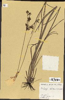 spécimen de Fimbristylis dichotoma