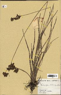 spécimen de Fimbristylis dichotoma
