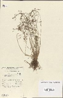 spécimen de Fimbristylis dichotoma