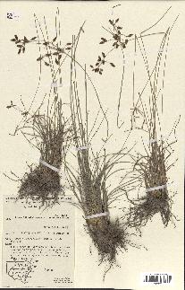 spécimen de Fimbristylis dichotoma