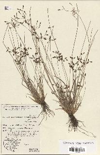 spécimen de Fimbristylis dichotoma